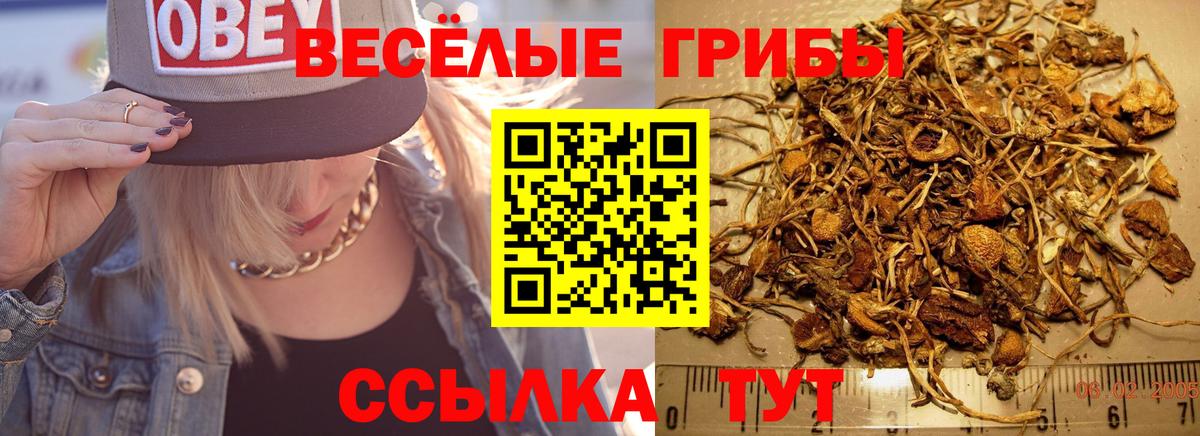 Кисловодск  Псилоцибиновые грибы Cubensis  как найти   Вход с VPN 